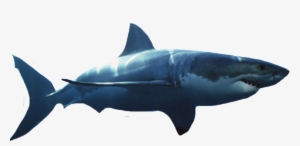 Great White Shark - Great White Shark Transparent Background