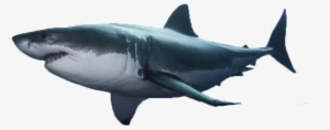 Habitat Great White Shark 753fa184d78b0e35 Dubcuitbqeyp - Shark Week