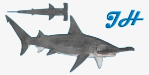 Great Hammerhead Shark - Great Hammerhead