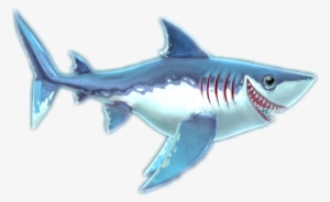 Porbeagle