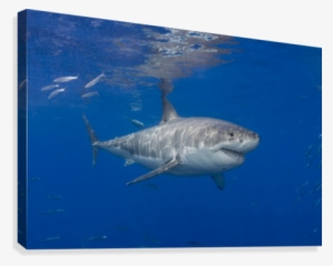 Great White Shark