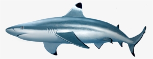 Blacktip Reef Shark - Blacktip Reef Shark Transparent