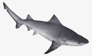 Northern River Shark