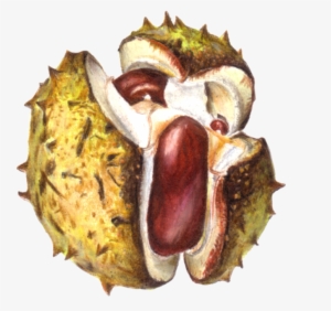 Sunday, 6 October - Horse Chestnut Drawing