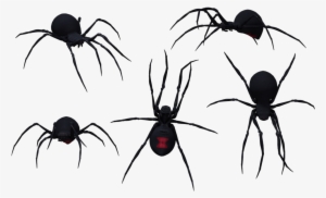 Black Widow Spider - Group Of Black Widow Spiders