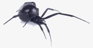 Black Widow Spider Bite