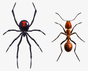 Widow Spiders Royalty - Black Widow Spider In Web