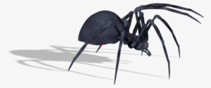 Spiders - Transparent Black Widow Spiders Png