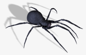 Publicat De Eu Ciresica La - Spider