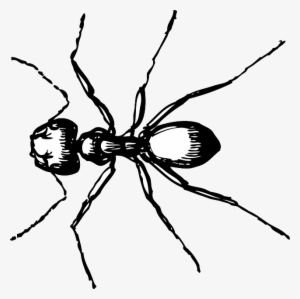 Animals - Ant Black And White