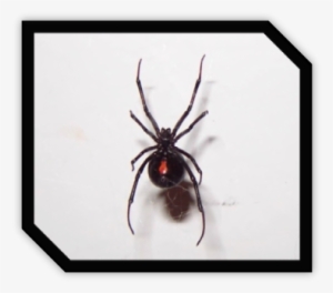 By Jacherie - Black Widow