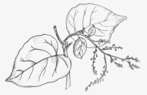 Jpg Drawing Plant Sketch - Hand Drawn Leaves
