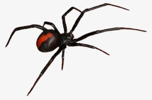 Get Rid Of Cobwebs During Cleaning - Spider Clip Art