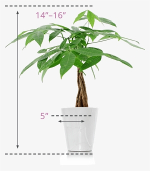 Money Plant Images Png - Best Pots For My Money Tree