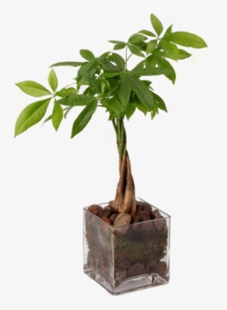 Money Tree - Money Tree Money Plant
