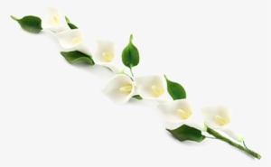 Calla Png Photos - Calla Png