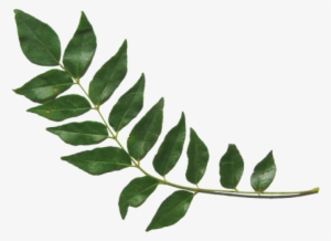Curry Leaves - Sri Lankan Curry Leaves