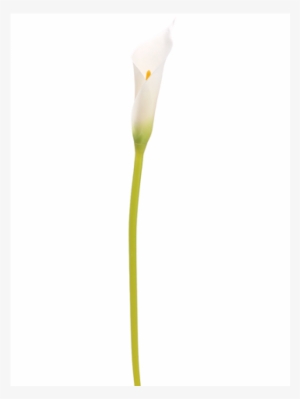 28" Single Calla Lily Bud Spray White - Inch