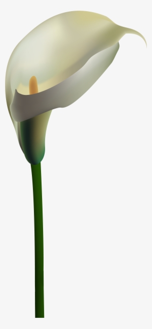 Calla Lily Clipart Transparent - Calla Flower Png - 346x450 PNG ...