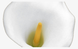 White Calla Lily By Jeanicebartzen27 On Deviantart - Calla Lily