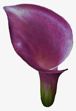 Clipart Calla Lily Flower - Calla Lily