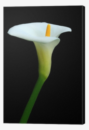 Arum