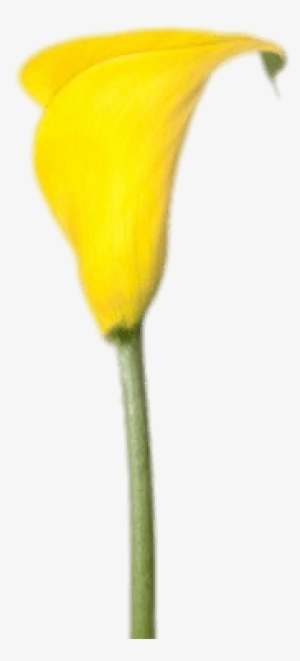 Yellow Calla Lily - Mini Yellow Calla Lilies