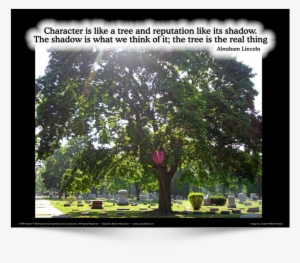 Character Is Like A Tree - California Live Oak