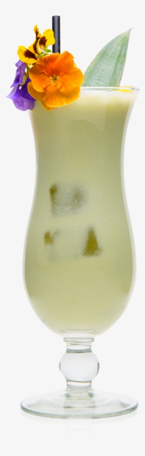Leaner Colada - Primula