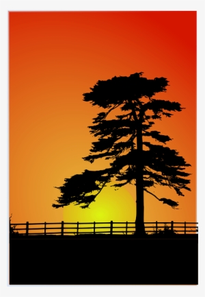 Cedar, Cedar Tree, Fence, Red, Shadow