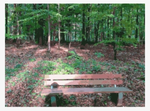 Vegetation Woodland Nature Reserve Tree Plantation - Nature Reserve