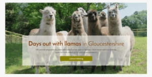 Llama