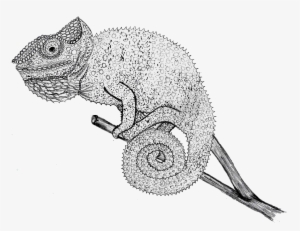 Chameleon Drawing