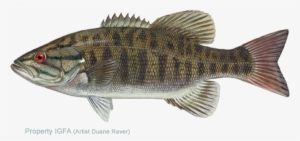 Centrarchidae Family - Smallmouth Bass