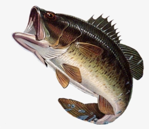 Fishes Of Mississippi - Largemouth Bass Png