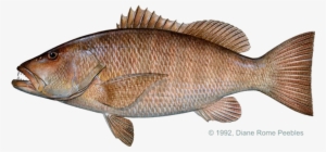 Snapper, Pacific Cubera - Cubera Snapper