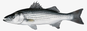 Http - //www - Fishbuoy - Com/images/images/fish Species - Striped Bass