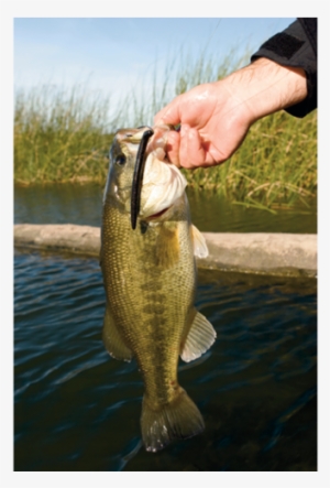 Largemouth Bass Are Intelligent Predators Not Foolish - Worm