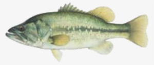 Data Charts For Largemouth Bass - Largemouth Bass Lateral Line