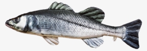 Sea Bass Often Form Shoals When Hunting And Adult Specimens - Gaby Soft Fish Pillow - Seabass