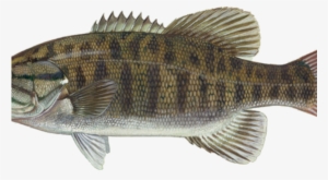 Smallmouth Bass Were Too Small To Catchbut Angler Got - Small Mouth Bass Eyes