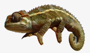 Go To Image - Chameleon Png