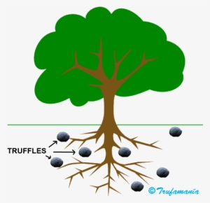 Trufamania Faq Truffles Tuber Melanosporum - Tree Clip Art
