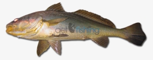 Black Jewfish