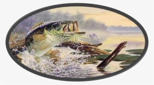 Upper Cumberland Jr Bass Club Date - Cool Pictures Of Bass Fish