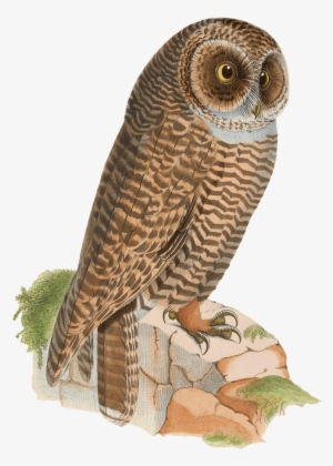 Owl Resting On Rock Drawing Png - Animales Vintage Png