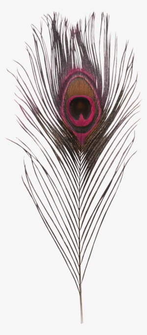 Фото, Автор Inshv На Яндекс - Bach: Orchestral Suites / Martin Pearlman, Boston Baroque