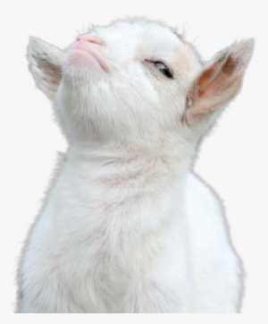 Cutout - 9gag Goat