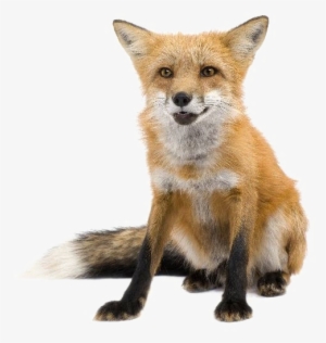 Red Fox Transparent Images - Zorro En Fondo Blanco