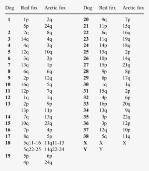 Chromosomal Correspondence Between The Dog, Red Fox - Red Fox